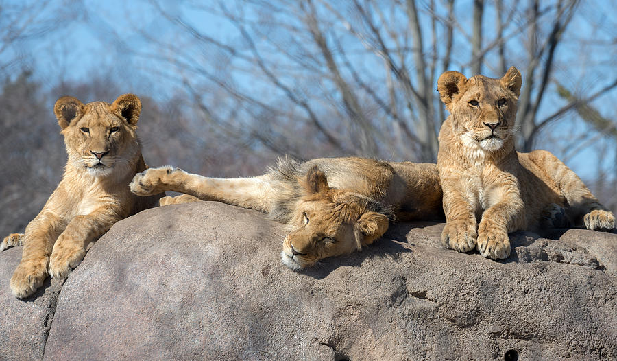 Lion Photograph - Lion Cubs by Mark Papke