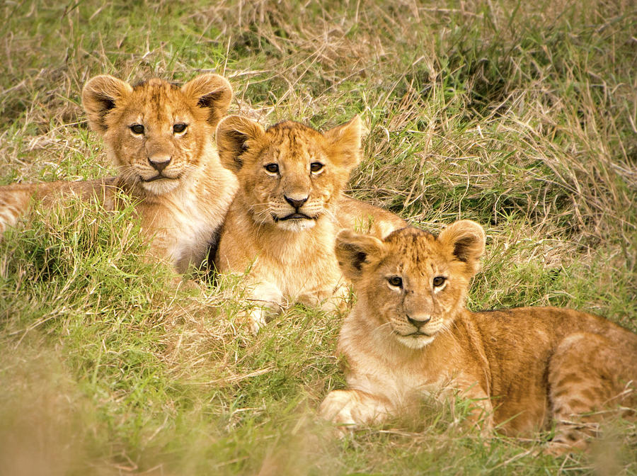 Lion Cubs Photograph by Nian Chen - Fine Art America