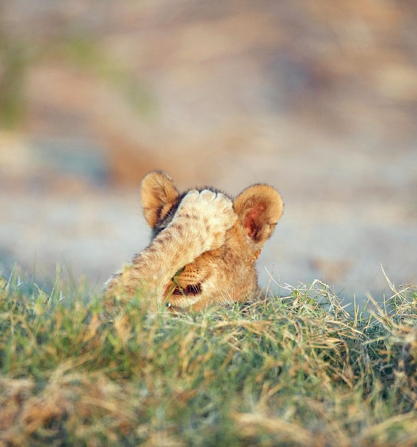 Lion Cubs Playing Photograph by Dr P. Marazzi/science Photo Library