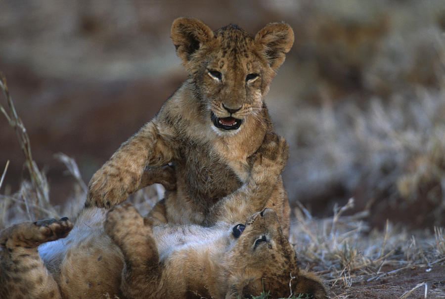 Animal Photograph - Lion Cubs Playing With Each Other by Robert Caputo