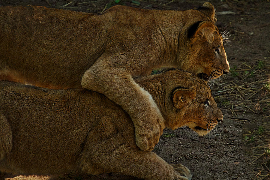 Lion Cubs Photograph by Stuart Litoff