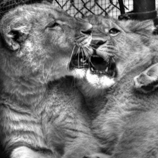 Wildlife Photograph - Lion Cubs #wildlife #animals by Billy Bateman