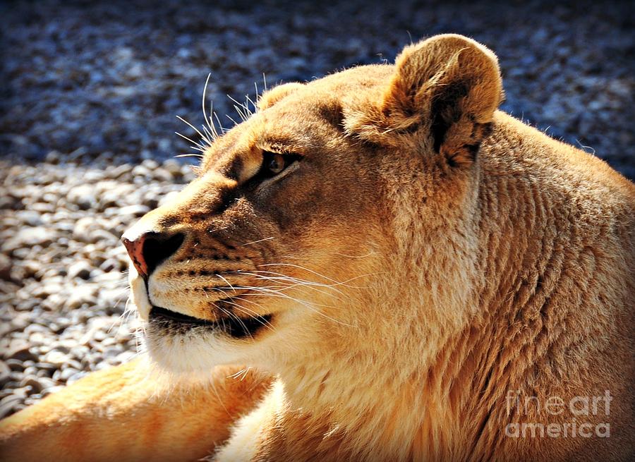 Lion Daydreams Photograph by Mindy Bench