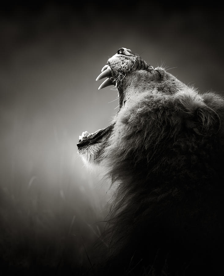 Nature Photograph - Lion displaying dangerous teeth by Johan Swanepoel
