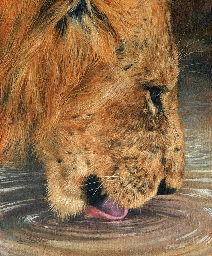 Wildlife Painting - Lion Drinking by David Stribbling