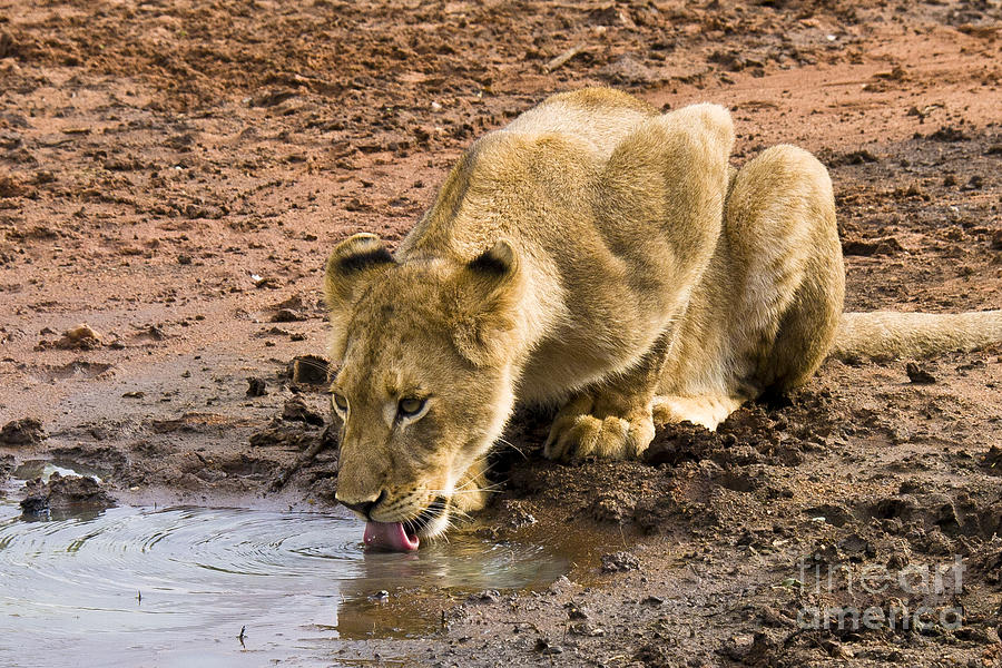 Lion Drinking Photograph by Jennifer Ludlum