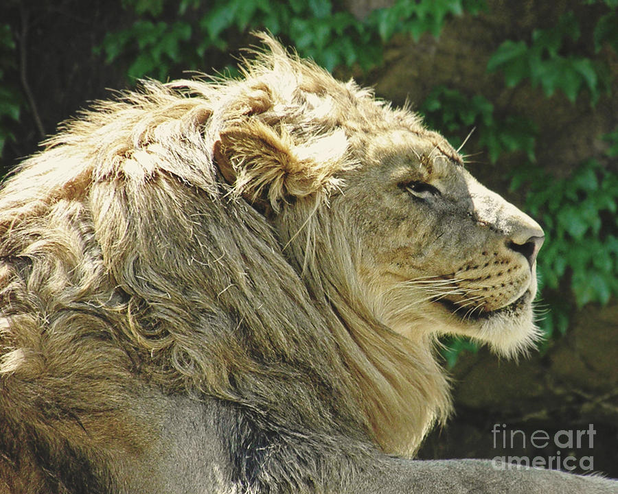 Chicago Photograph - Lion by Emily Kelley