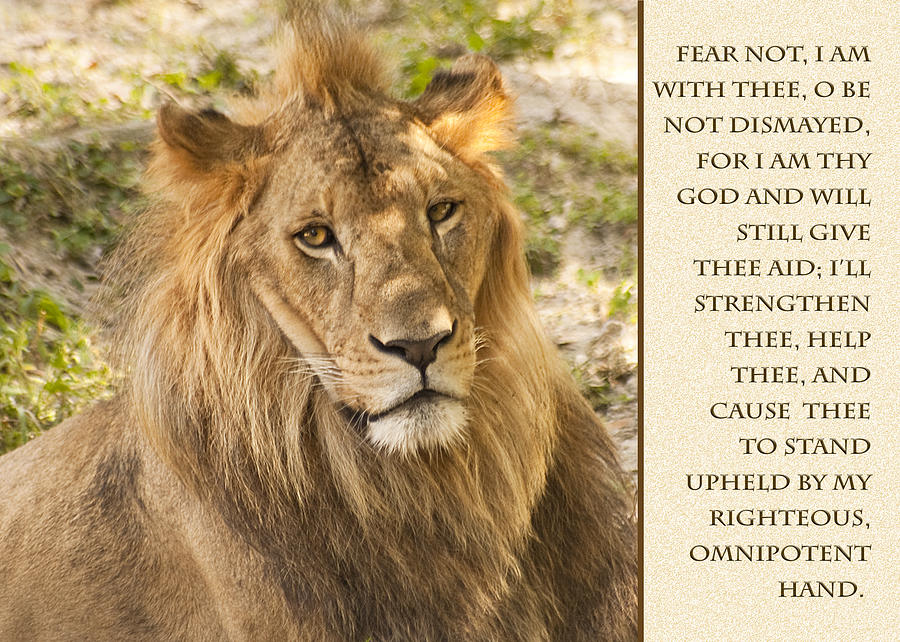 Lion Encouragement Photograph by Carolyn Marshall