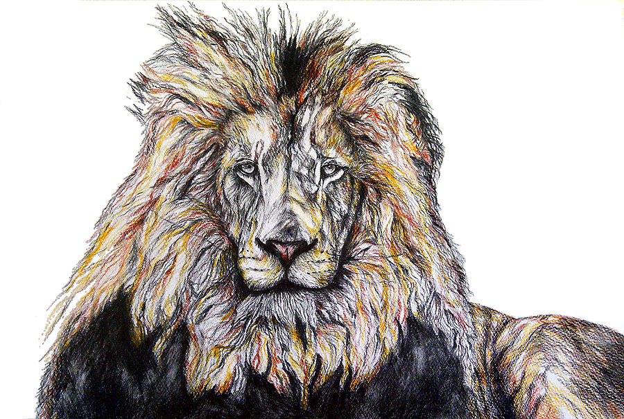 Lion Expressive Drawing by Eric Sher - Fine Art America