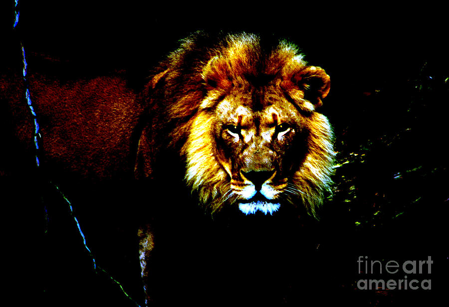 Lion Eyes Photograph by Nick Gustafson - Pixels