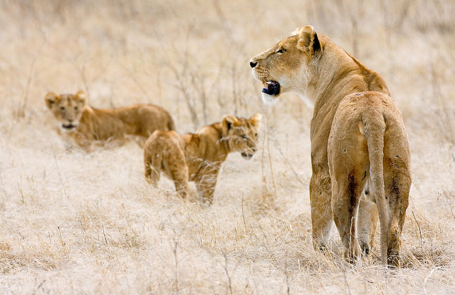 Lion Family Photograph by Max Waugh