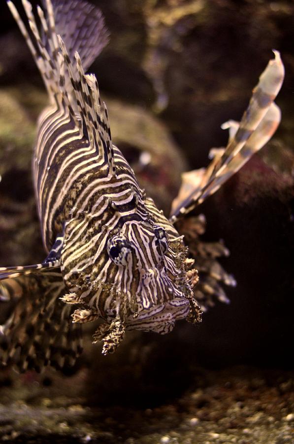 Fish Photograph - Lion Fish by A R Williams