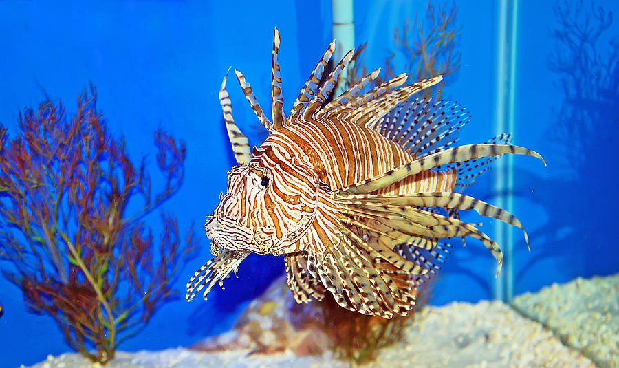 Lion Fish Photograph by Aimee L Maher ALM GALLERY