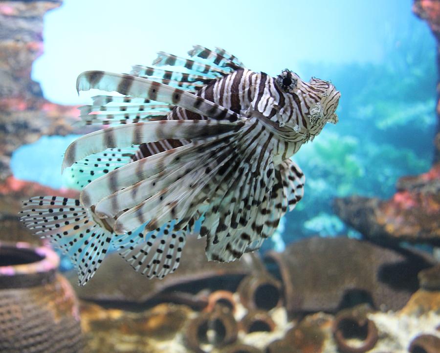 Lion Fish Photograph by Andrew Yap - Fine Art America