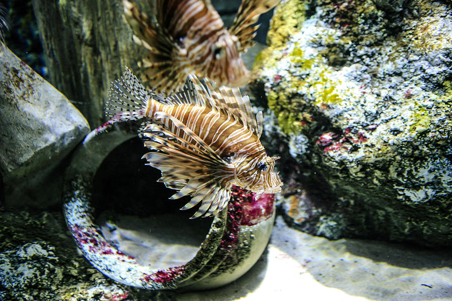 Lion Fish Photograph by Chris Smith