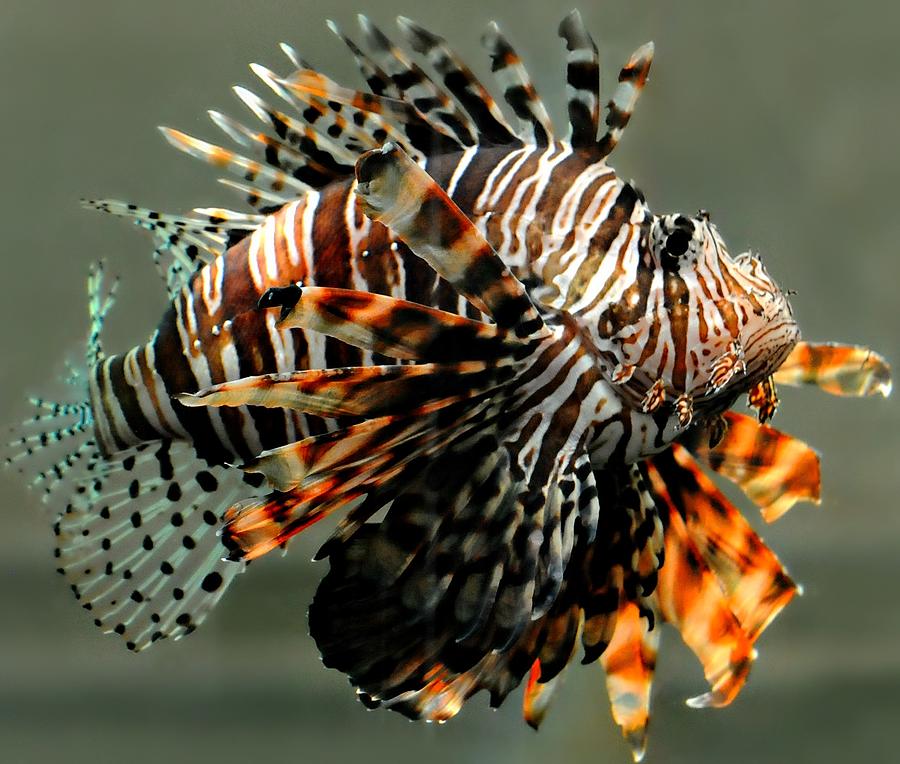Lion Fish Photograph by Diana Angstadt