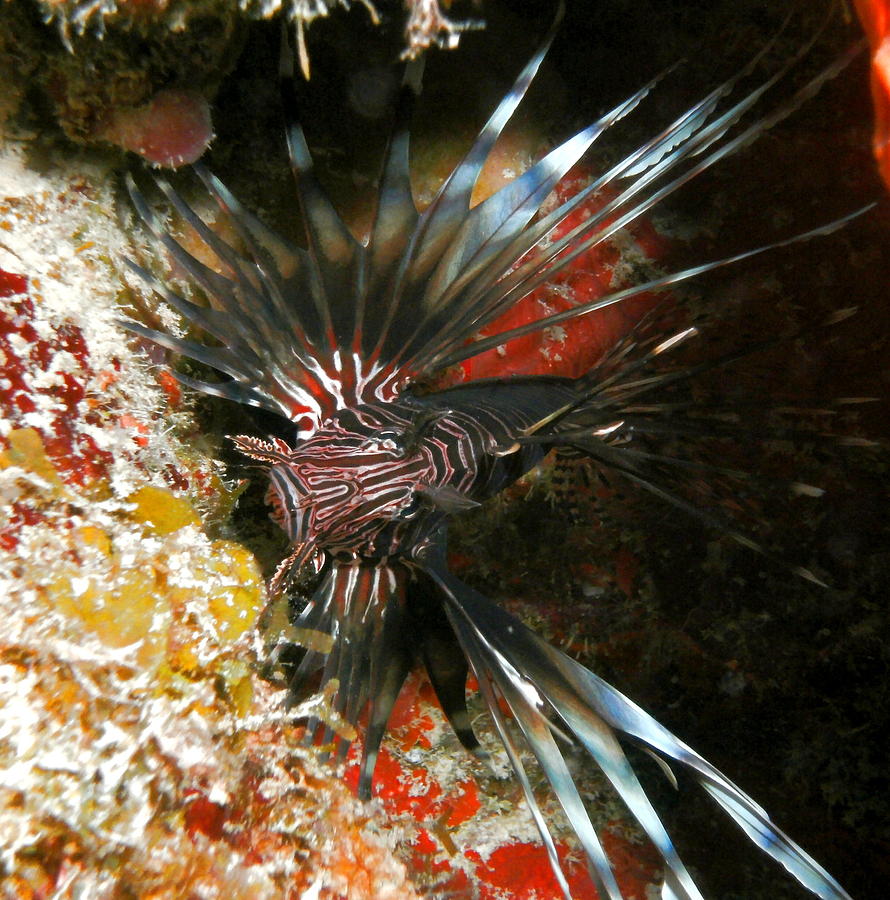 Lion Fish in Coral Cave Photograph by Amy McDaniel