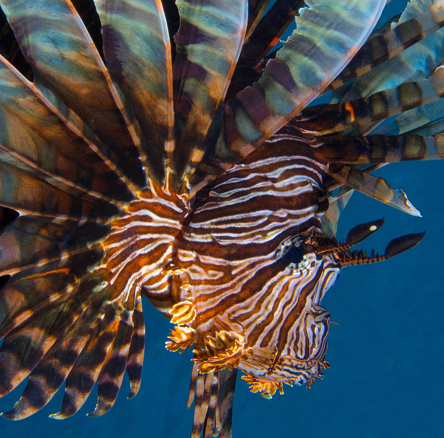 Lion Fish In Full Flare Photograph