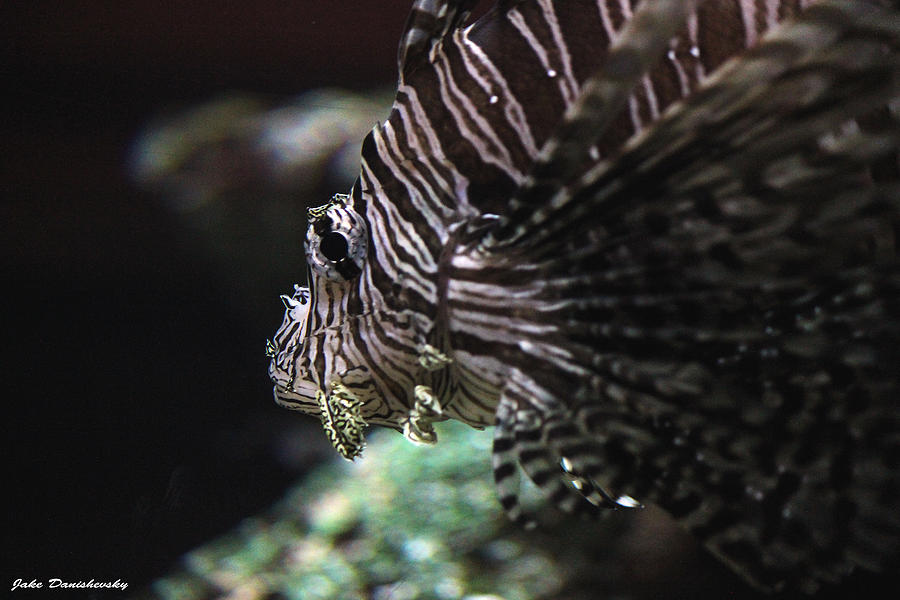 Fish Photograph - Lion Fish by Jake Danishevsky