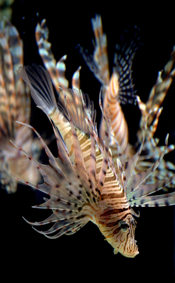 Lion Fish Photograph by Nathan Abbott