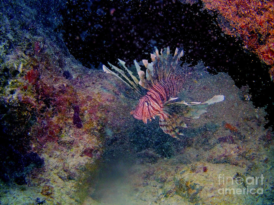 Lion Fish on The Reef Photograph by Randy Sprout