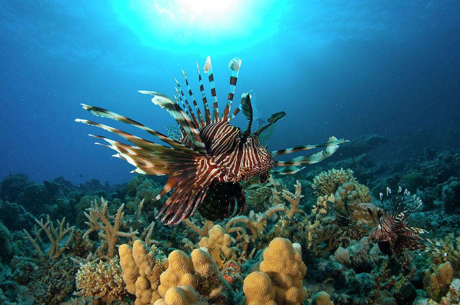 Lion Fish Over Reef, Abu Galowa Reef Photograph by Mark Webster