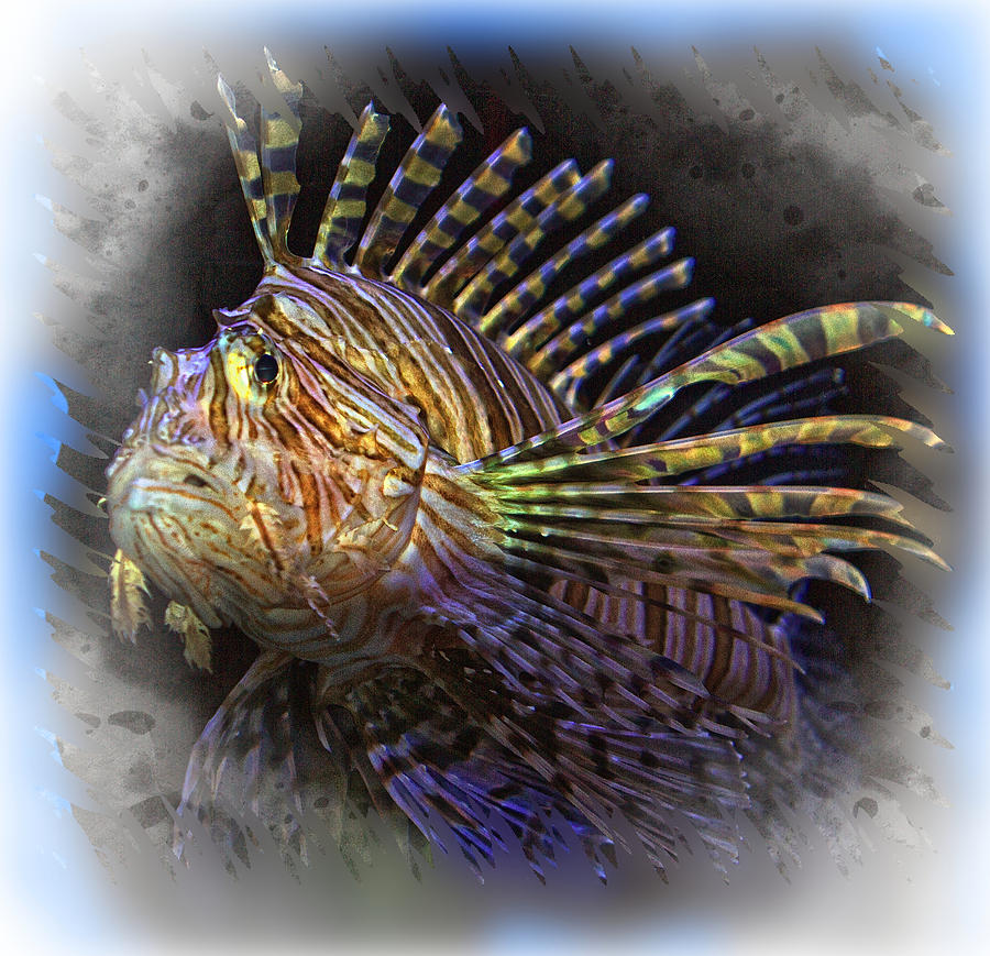 Lion Fish Photo Art Photograph by Constantine Gregory