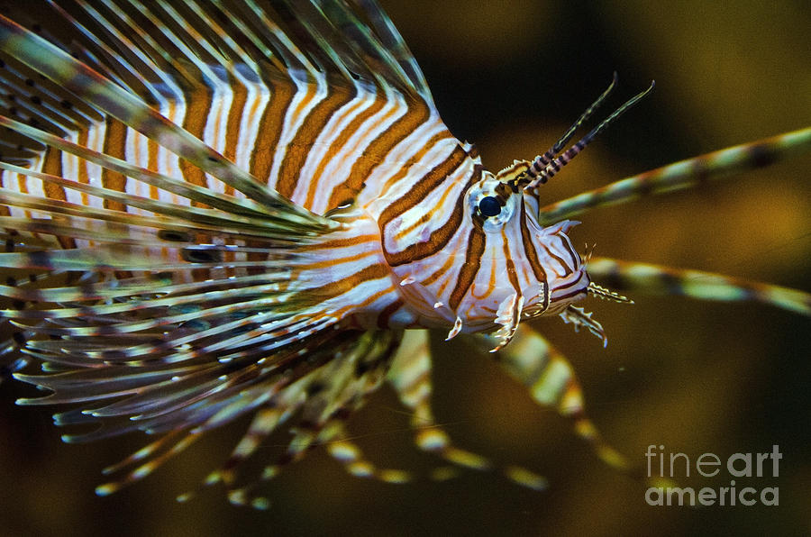 Lion Fish Photograph by Pravine Chester
