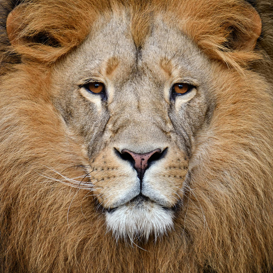 Lion Photograph by Freder