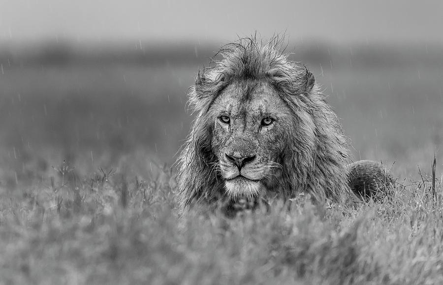 Lion Photograph - Lion by Giuseppe D\\\amico
