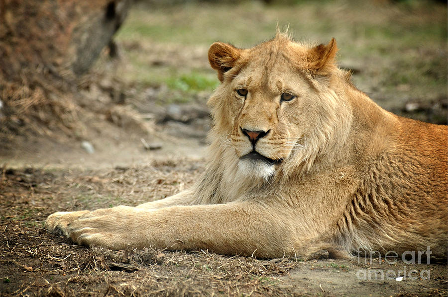 Lion Photograph - Lion by HD Connelly