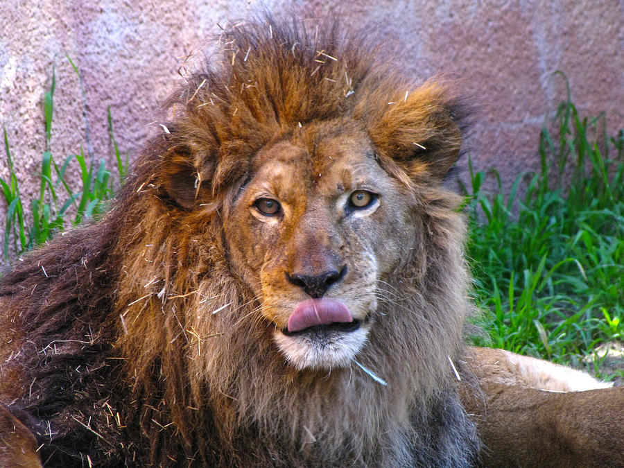 Lion Photograph by Helaine Cummins
