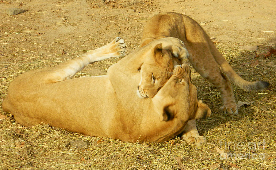 Lion Hug Photograph by Emmy Vickers