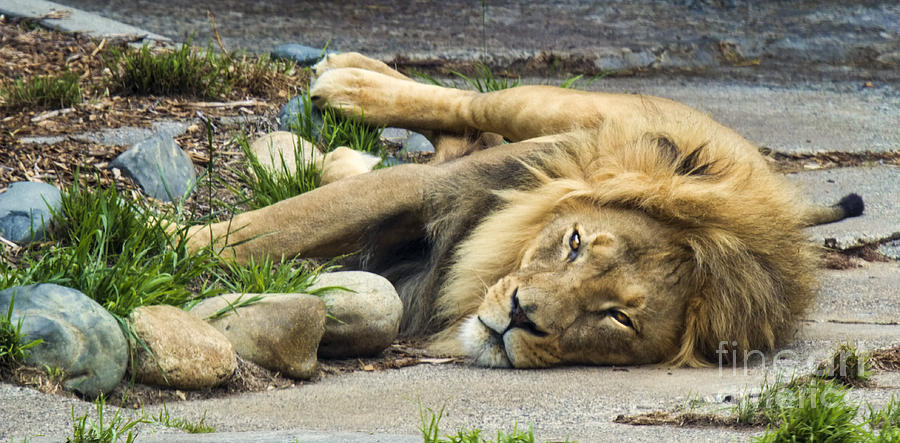 Lion I Photograph by Chuck Kuhn