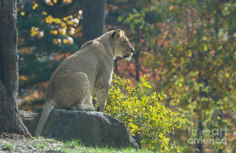 Lion in Autumn Photograph by Chris Scroggins
