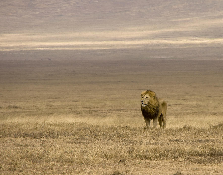 Lion in Crater Photograph by Deidre Elzer-Lento - Fine Art America