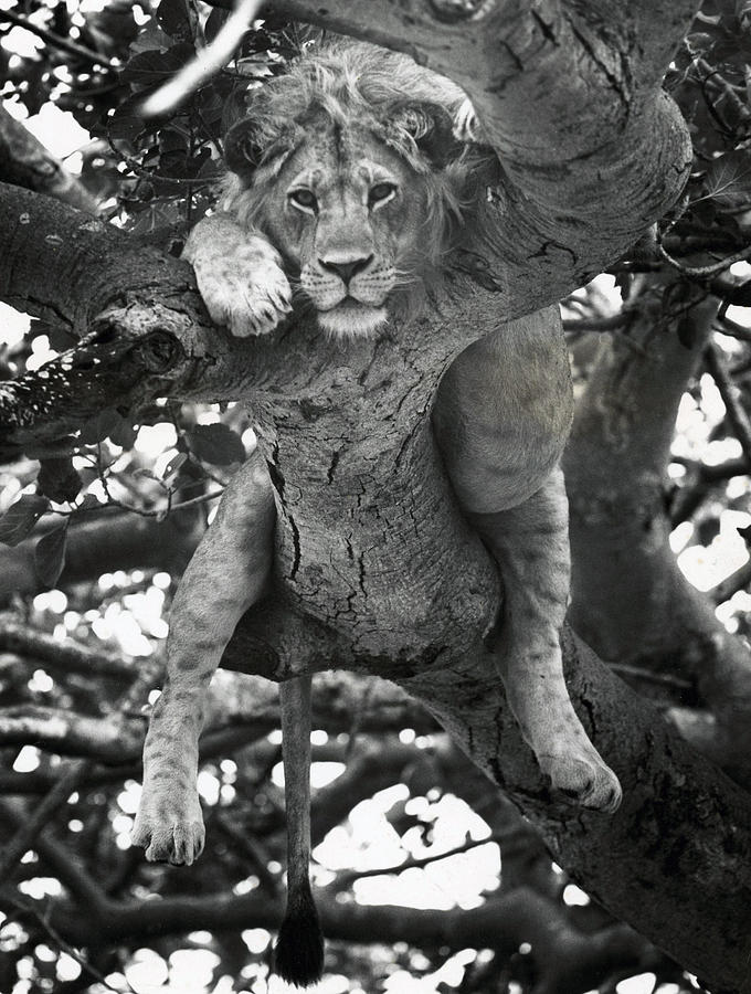 Lion In Fig Tree Photograph by Norman Myers