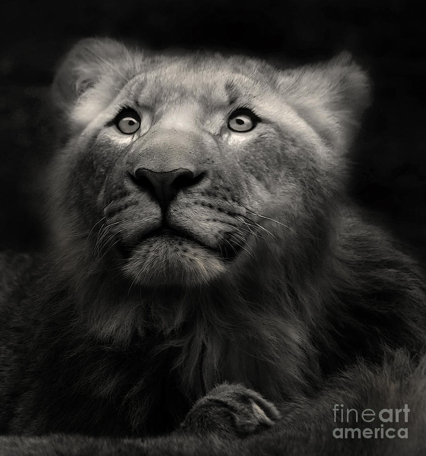 Lion in the dark Photograph by Christine Sponchia