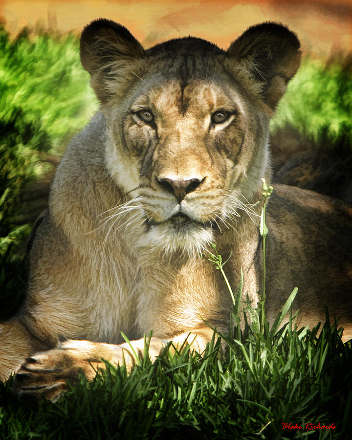 Lion in The Grass Photograph by Blake Richards