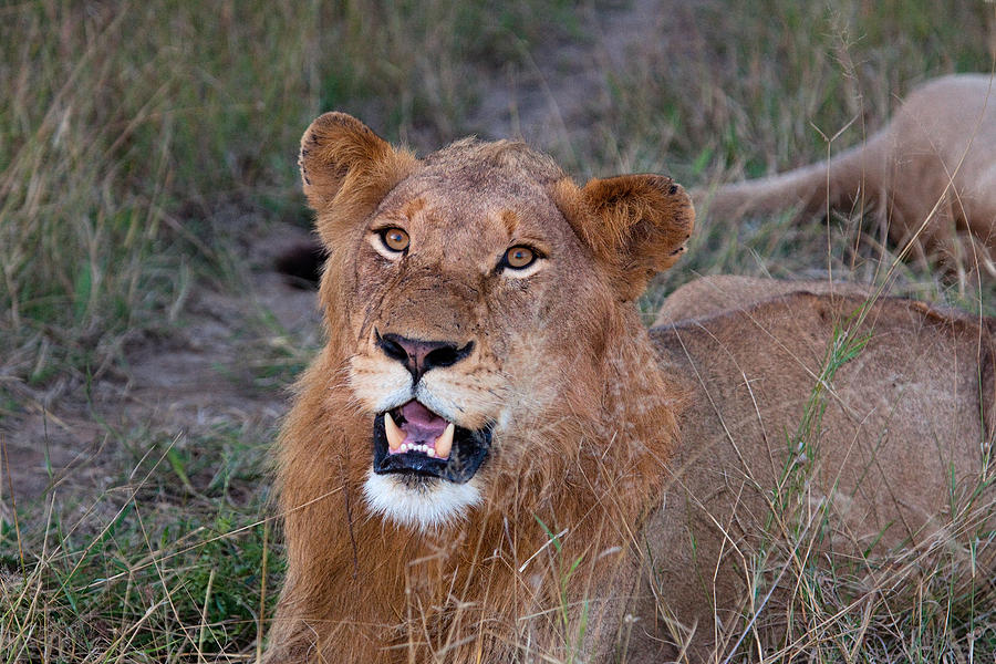 Lion In the Grass Photograph by Brian Knott Photography - Fine Art America