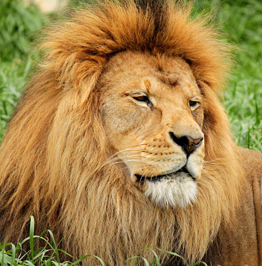 Lion In The Grass Photograph by Sarah Broadmeadow-Thomas