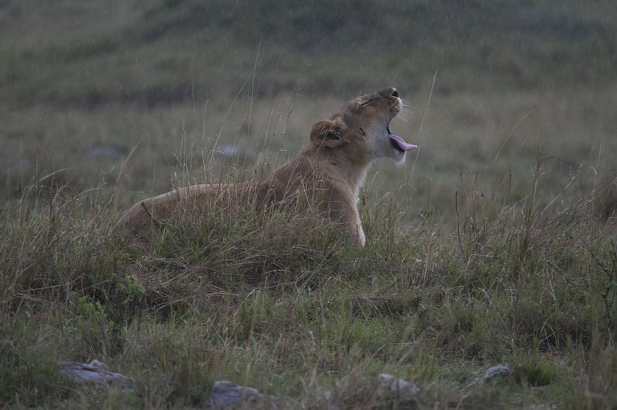 Lion in the Rain Photograph by Wade Aiken