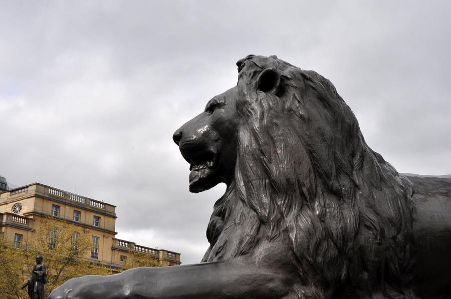 Lion in Trafalgar Square London Photograph by Diane Lent