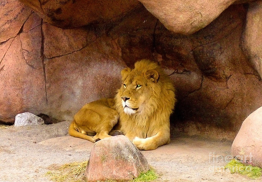 Lion in Wait Photograph by Nina Silver