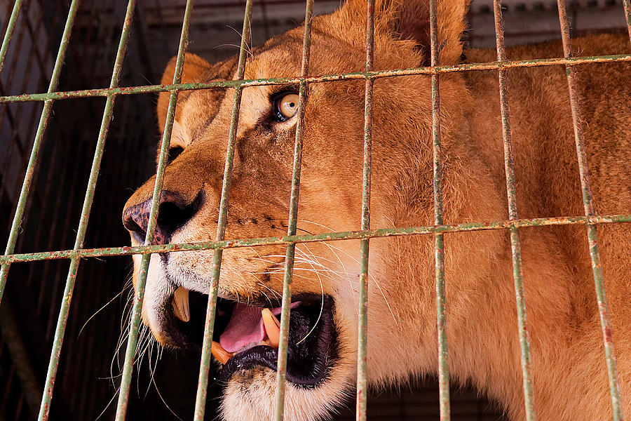 Lion Photograph - Lion by Jimmy Duarte Silva