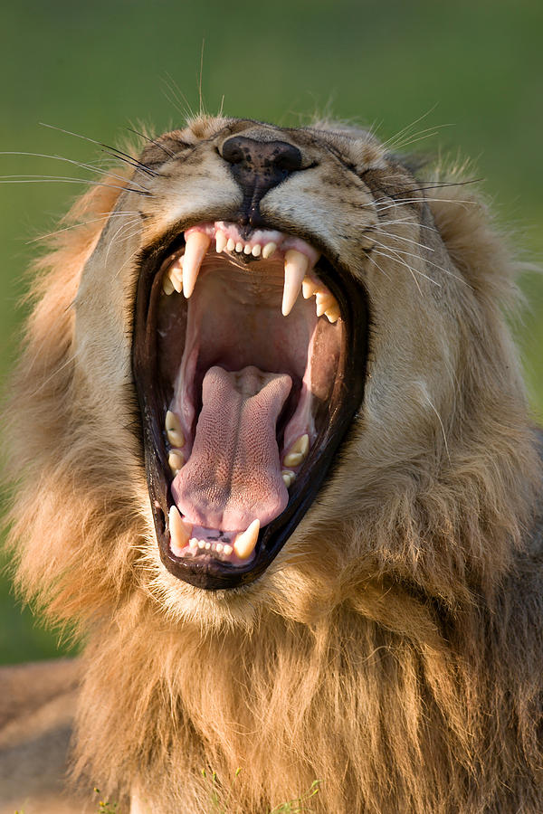 Lion Photograph by Johan Swanepoel