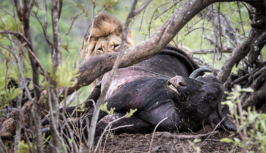 Lion Kill Buffalo In Kruger National Park Photograph