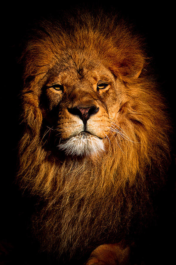 Wildlife Photograph - Lion King by Amador Esquiu Marques