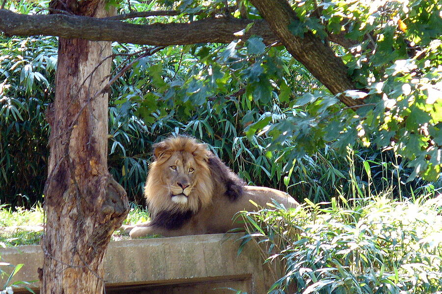 Nature Photograph - Lion King at Washington Zoo by Lingfai Leung