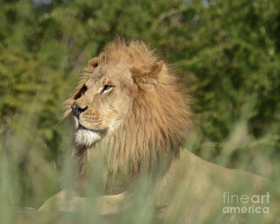 Lion King Photograph by Carol  Bradley
